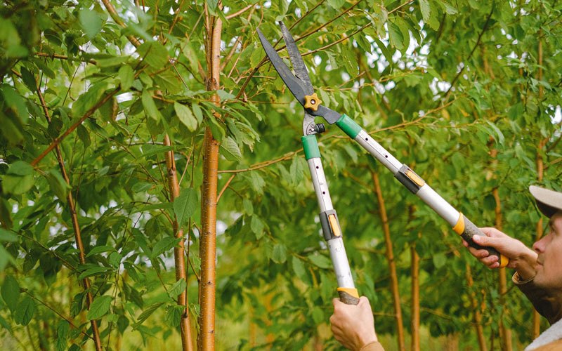 Tree trimming in Zionville, NC